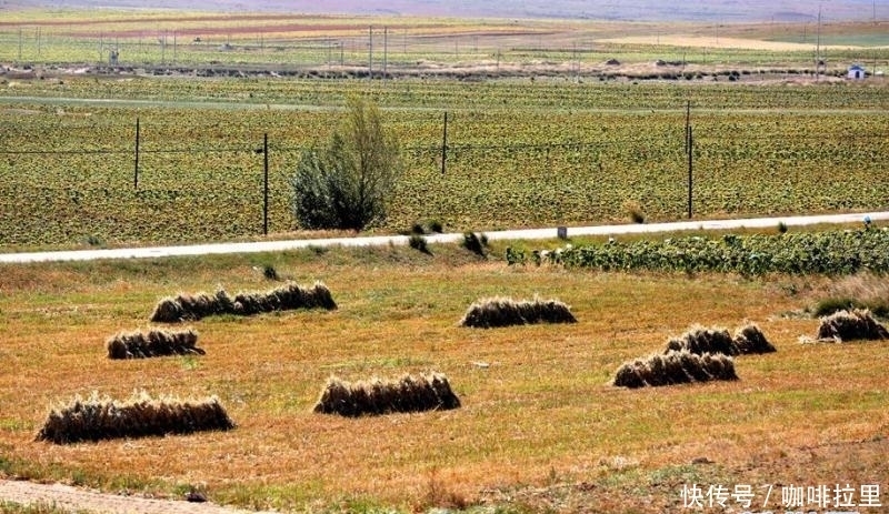 阴山|塞北美味:莜面