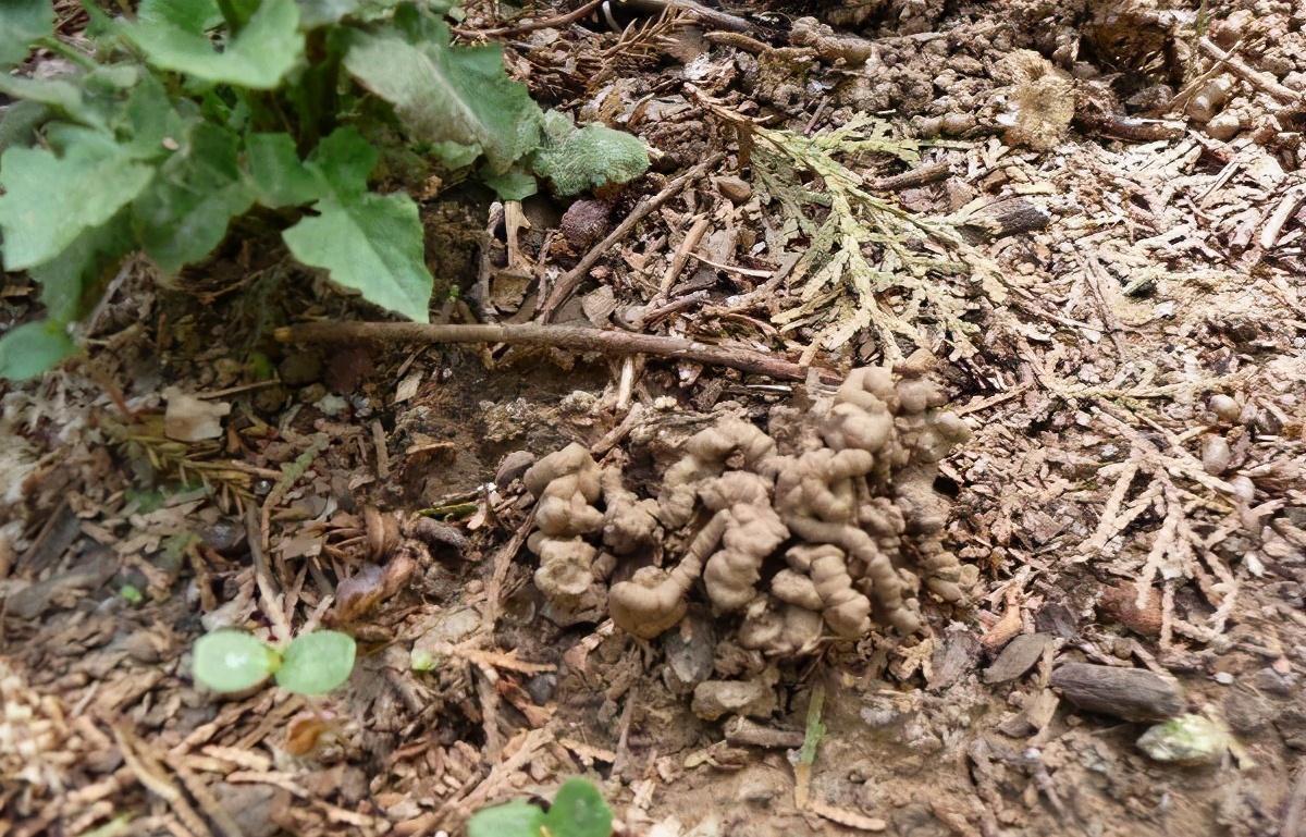 微生物|养花时总说没肥料，有机肥之王就在你脚下，用了植物就旺