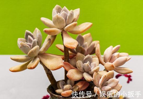 多肉过冬有“5怕”,避开了,零下五度冻不死,还能越冻越美丽