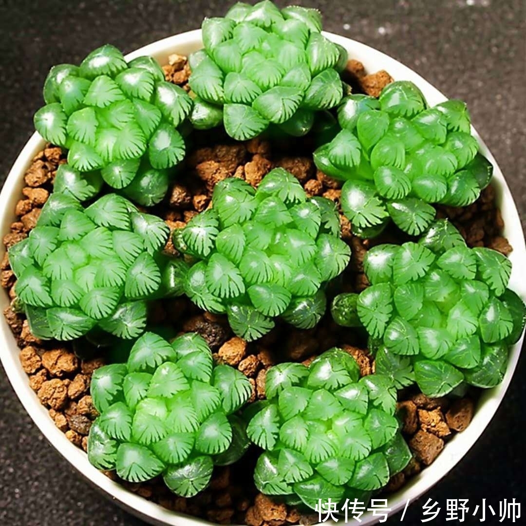 冬天室内就养它,叶型饱满,不徒长不褪色,状态满满