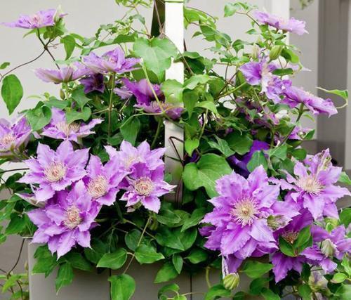 5种耐寒花,颜值高好养护,家里养一盆,过冬无压力!