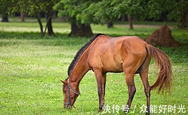 后福|大难不死，必有后福：生肖马一生会历经3难，熬过去后福无穷！