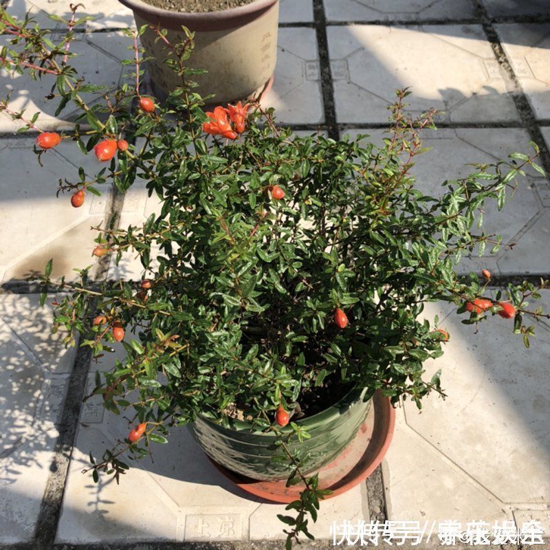 家里养盆“招财花”,一年四季开红花结红果,“招财旺运”又红火