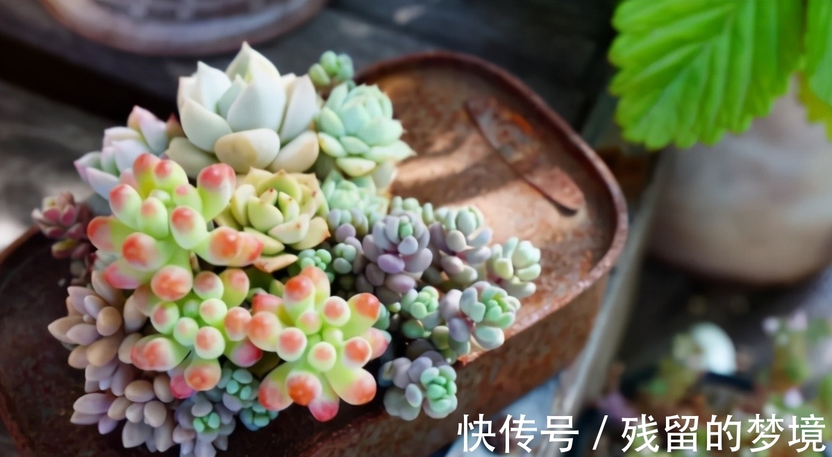 种植多肉,搞不清品种、晒太阳、浇水、通风问题,养再多都白费
