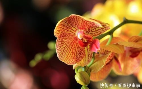 由于这几种花花期太长,很多人以为是假花,要摸一摸才能辨真假!