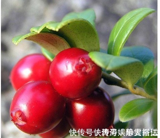 抗氧化|女人晚上当零食吃一把!排毒、美白、抗衰老,胜过敷面膜