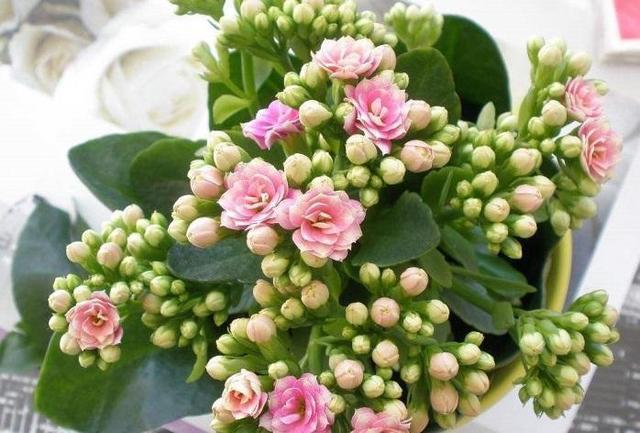 家有长寿花，还没“修剪”小心晚了时间，秋天不开花！