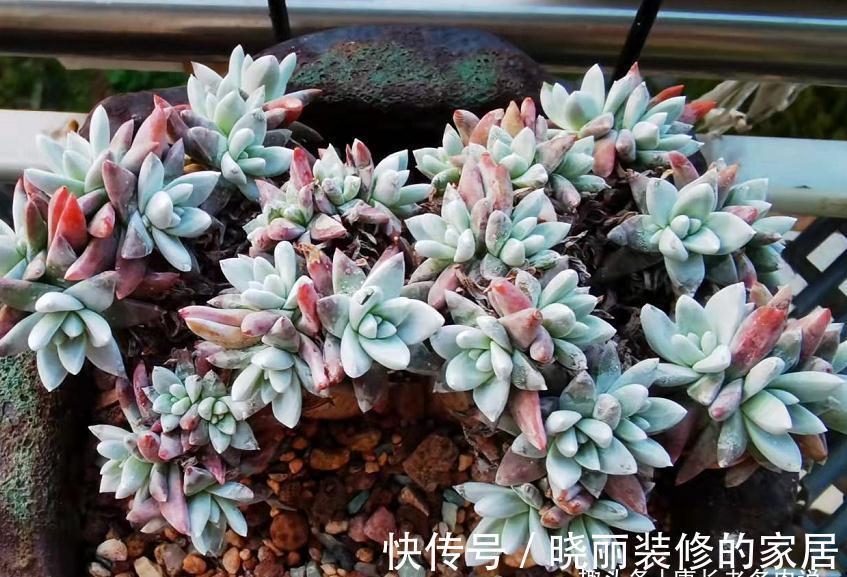 多肉|这7款多肉上市多年,但今年仍会流行,你还没养过的话一定要补齐