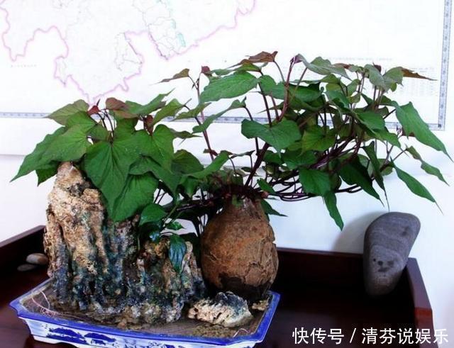 胡萝卜头|5种蔬菜吃完根别扔,丢水里就疯长,7天养成花,比绿萝还要美