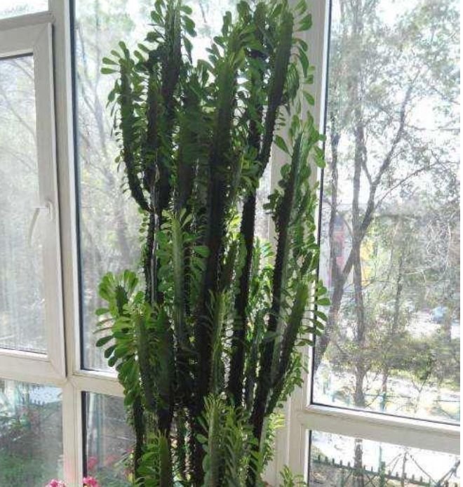 土豪都养3种花,四季常青,镇宅又旺财,生长健壮,旺盛粗壮