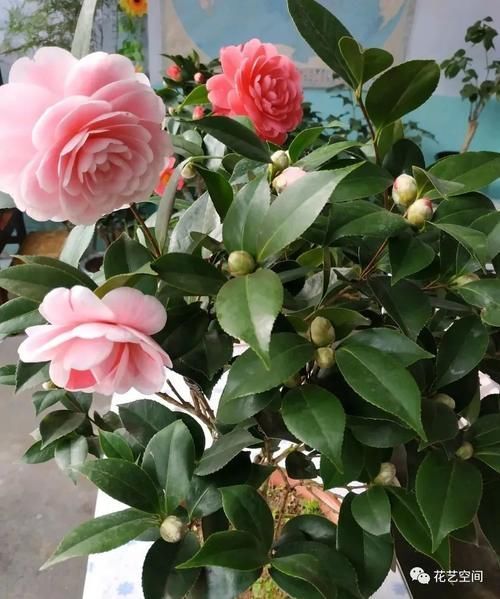 排水性|街上没人要的几种东西,都是养花宝贝,养花高手早早就捡回家了