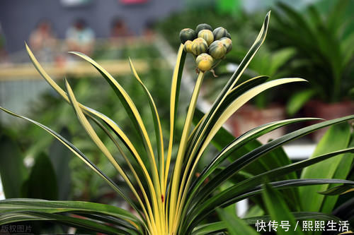 叶片|君子兰入夏要“静养”,3件事不能做,不然黄叶、花难开