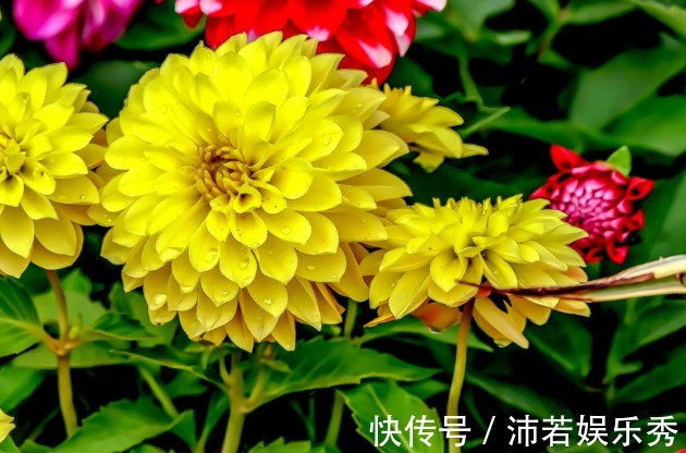 喜欢养护花卉,就选花色丰富多样,花期长的花卉养护!