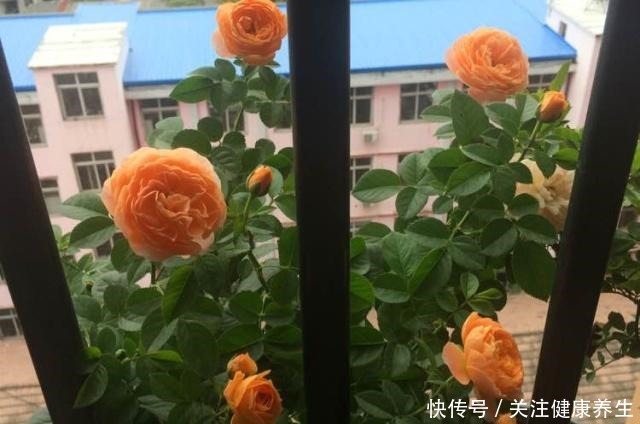 谁说月光族就不配养花这20种月季花月薪3000也能养!