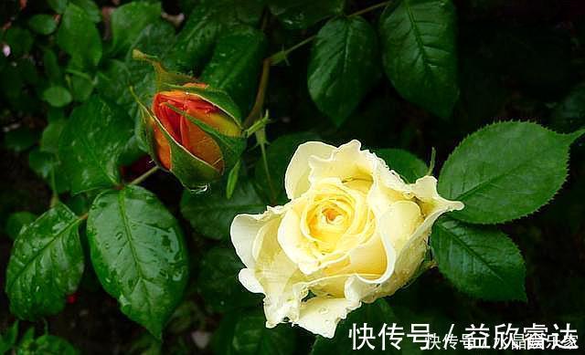 修剪|扦插月季只需做“2点”，生根快，易成活，长出新芽，直接开爆盆