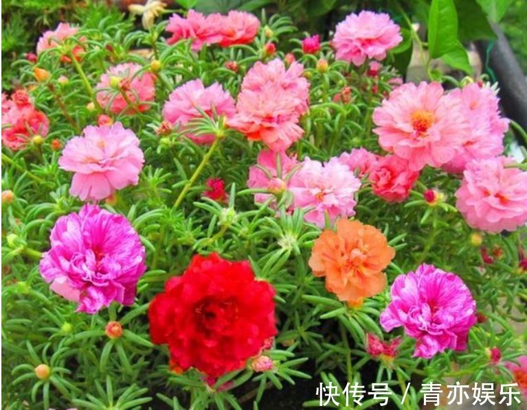 “4种花”最好养,半月浇水一次,花开压弯枝头,适合新手养!