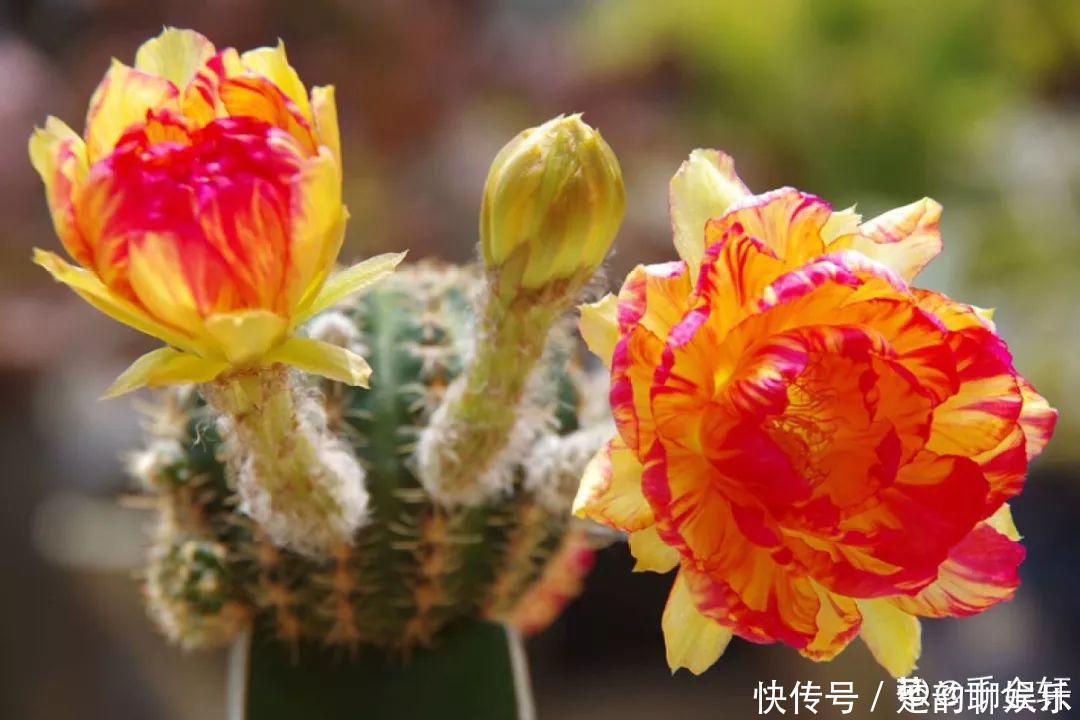 生石花|6种多肉太难养,赶紧留个种,省得每年都要重新买!