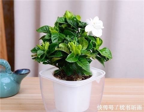 清香|栀子花养护3要点,让花开满盆清香常在!