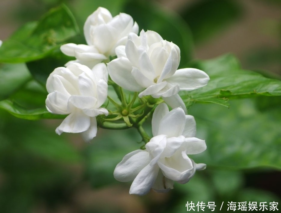 你喜欢什么花,就是什么性格的人,都进来看看吧!