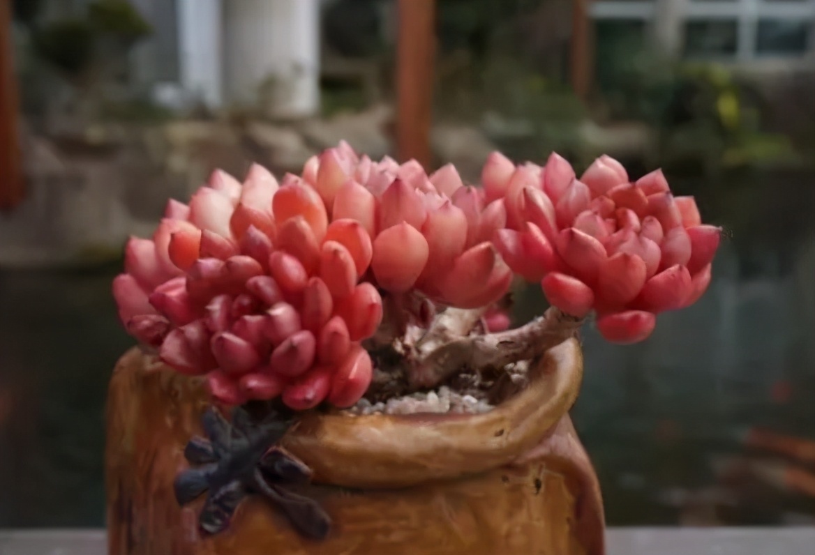 根系|养花记住6句“浇水口诀”，新手最适用，再也不会干根烂根了