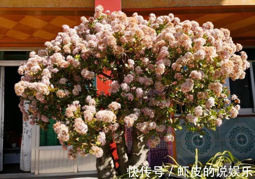 寿命长的“3种花”，最喜欢用小盆栽种，盆越“小”长得越好