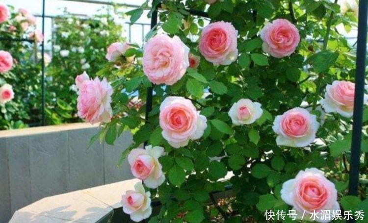 丽格海棠|4种花养了就爆盆，好养易活开花漂亮，日子越过越红火