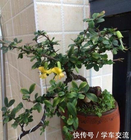 金雀花|这3种树，越养越“贵气”，养上5年就成老桩树，上万都不卖！