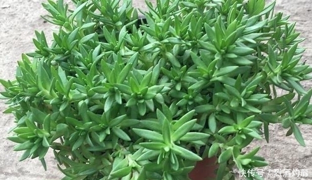 赵学敏|它是如此的珍贵,若长在你家路旁,赶紧移栽家中,小心被别人挖走