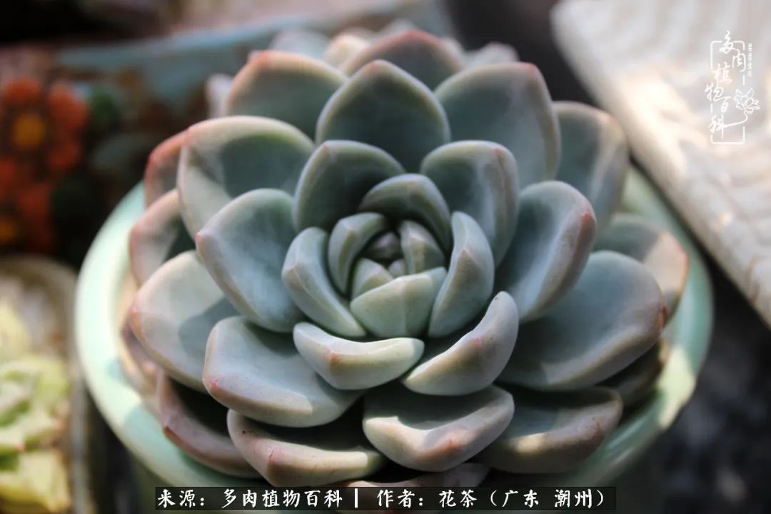 放松心情,静享愉悦,阳光下的多肉是最美的!