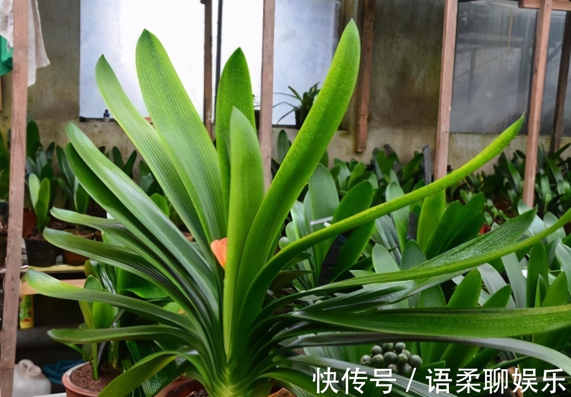 光照|总结养花“十大问题”,只要学会,你就是养花大神