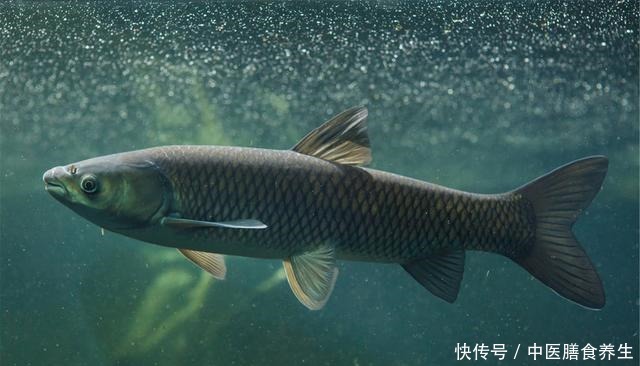 自然水域内|草鱼为何难钓你错了!其实难的不是钓,而是鱼!