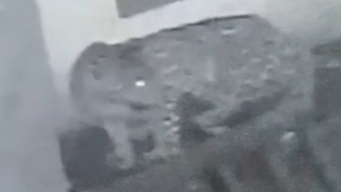 芯片|评论丨给猛兽植芯片？“亡豹补牢”更须防范在前