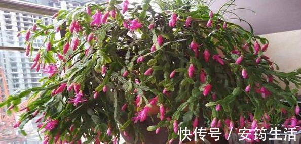养殖蟹爪兰得注意分阶段施肥,摸清2点,在家制肥养好花