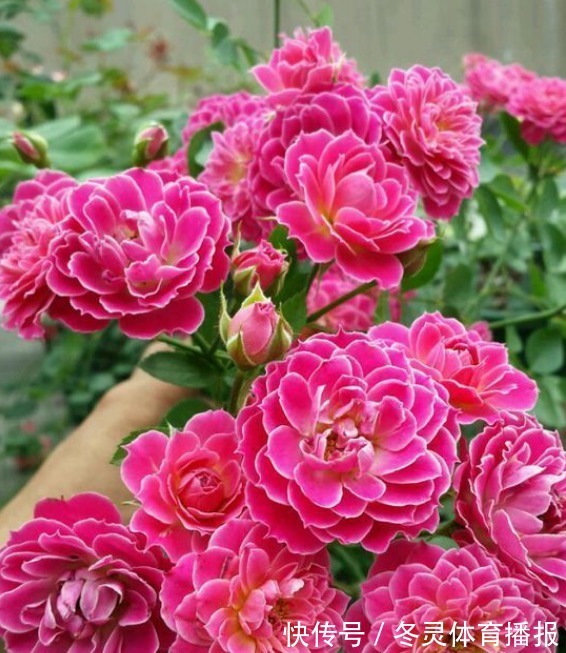 新手养花,不如养盆花中精品“国华皇中”,花色金黄,舒雅高洁