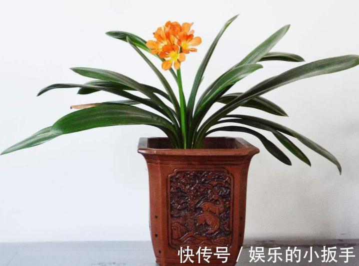 君子兰冬天不开花怎么办？打开1个小机关，盆栽当月就抽箭开花