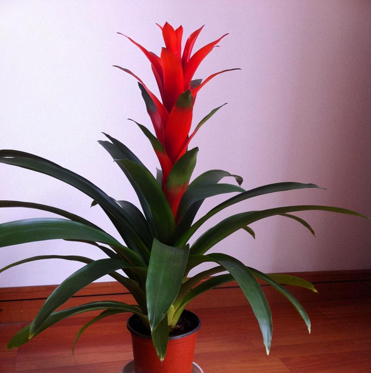 7种紧俏年宵花，个个都有“小脾气”，伺候好了，红红火火开一冬