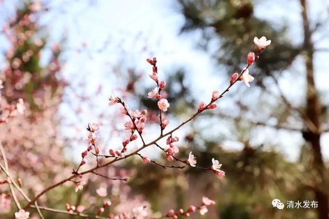 早春花枝俏，清水桃花朵朵开