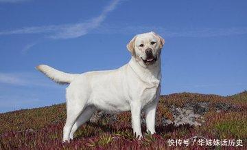 拉布拉多 衰老 的五个主要症状请保护它 快资讯 拉布拉多 衰老 的五个主要症状请保护它 快资讯