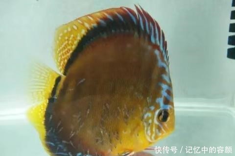 鱼命|下列这些观赏鱼能混养成功,是拿很多鱼命,才能买来的效果