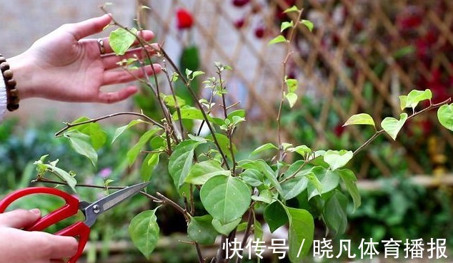 养花|喜欢养花，先戒掉7个坏习惯，不然啥花也养不好，你占了几个？