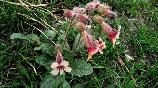 骨髓|中医上真正的“补肾之王”,大地的骨髓,补肾强身怎少得了它