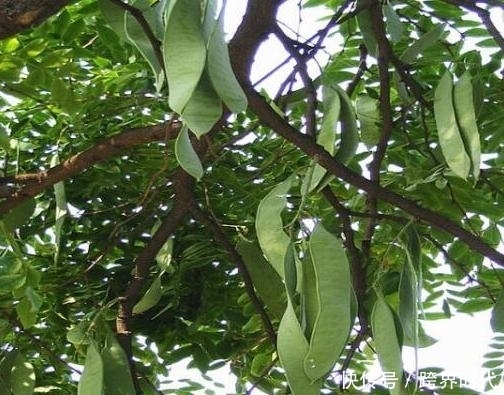 皮肤|40岁女人别不舍得保养,多吃这些“碱性食物”,皮肤细腻光滑