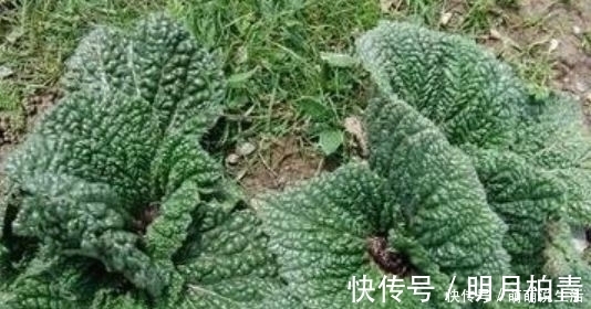 止痛|农村35一斤的癞蛤蟆草，能活血止痛，价值珍贵，却没有多少人知晓