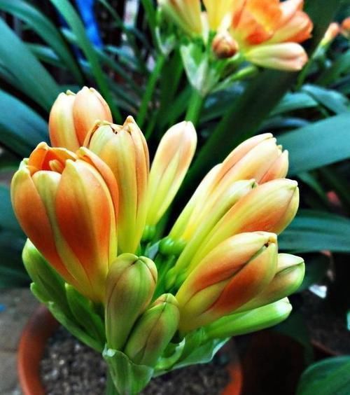 这一套养护君子兰的计划,我根本不外传,只教给你们