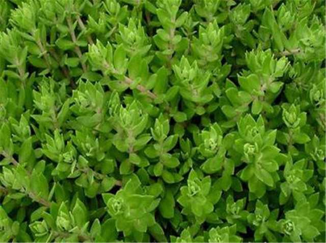 清热解毒|农村路边这种不起眼的野菜,可以清热解毒,还是肝脏的保护伞!