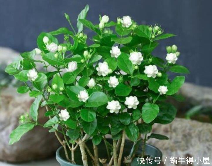 清明前后,不能错过的4种招财花,不用管理也能长得旺,开花不断