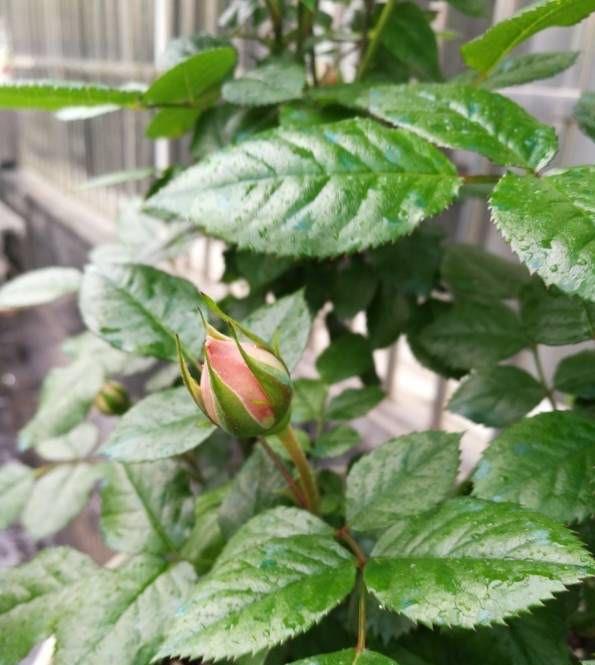 抽出|怎样给盆栽月季施肥?方法有3种,不断抽出新枝,长出花苞