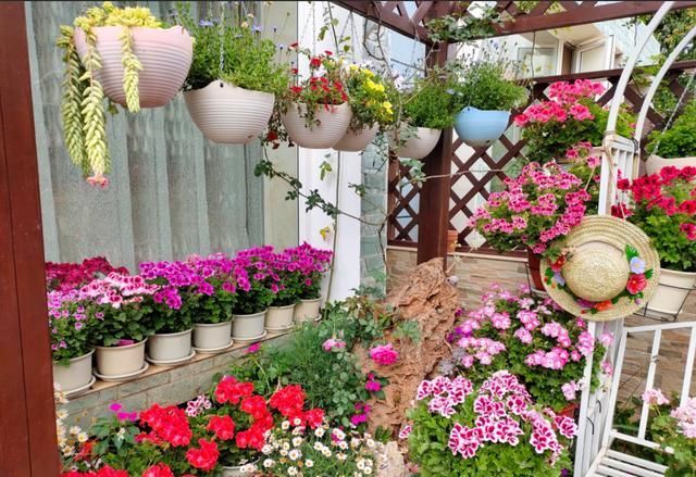 她是个狂热的天竺葵迷，院子里疯狂养了300盆，花团锦簇太养眼