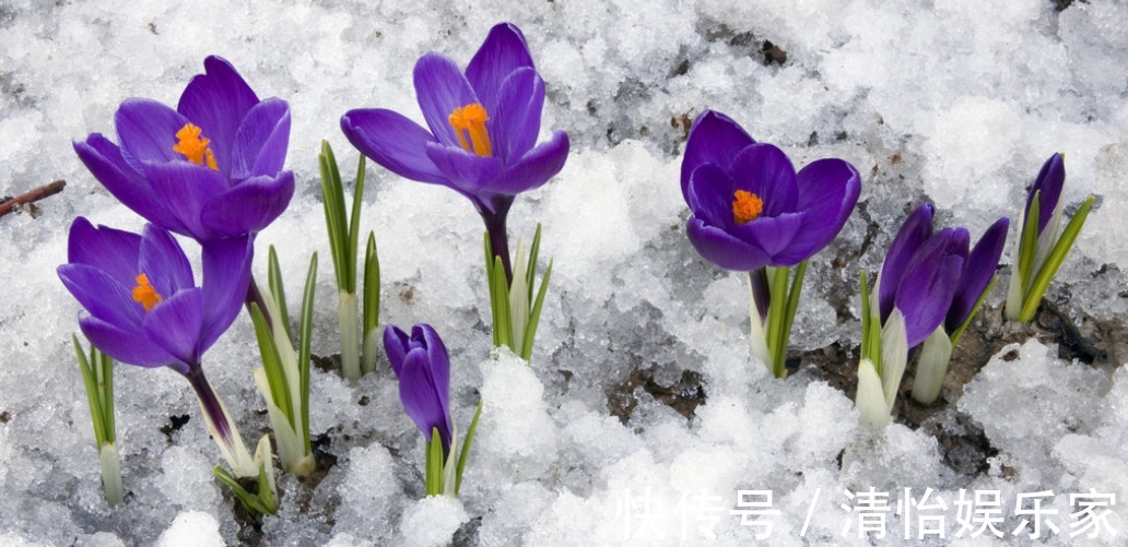药用价值!此花精致优雅香味独特,具有很高的药用价值,象征着真心的爱情