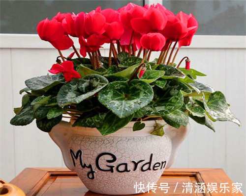 残枝|仙客来夏季容易枯死教你仙客来度夏的3个妙招,别说没提醒